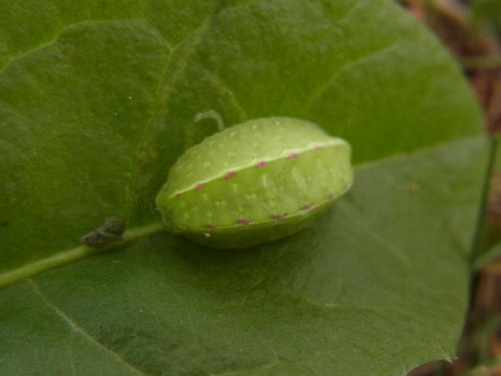 nuovo bruco - Apoda limacodes, Limacodidae